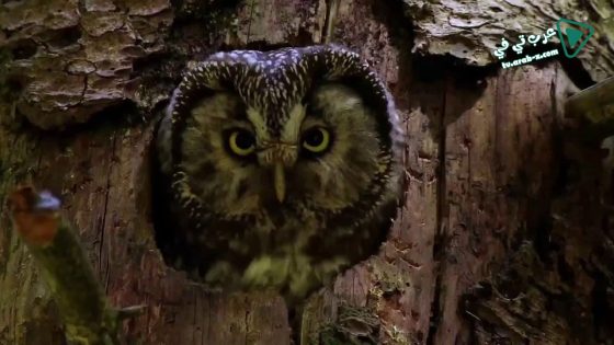 فيلم Masters of the Night 2020 مترجم