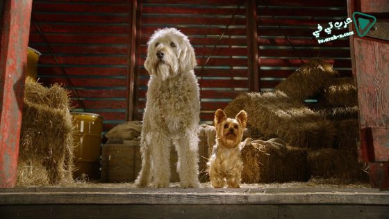 فيلم Pup Star 2016 مترجم